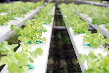 hydroponic sebze çiftliği