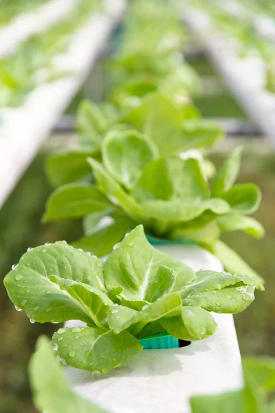 Granja de verduras hidropónicas — Foto de Stock