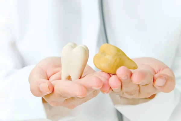 Dentist holding molar — Stock Photo, Image