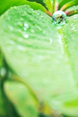 Çevre muhafazakar kavramı