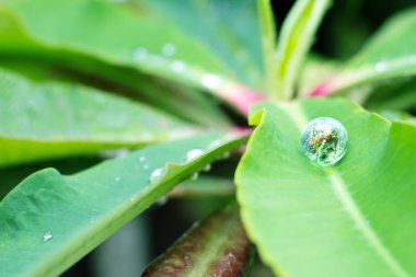 Çevre muhafazakar kavramı