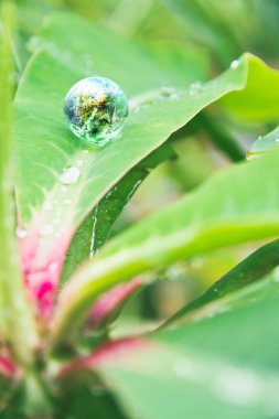 Çevre muhafazakar kavramı