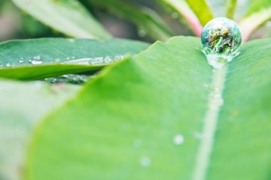 Çevre muhafazakar kavramı