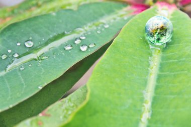 Çevre muhafazakar kavramı