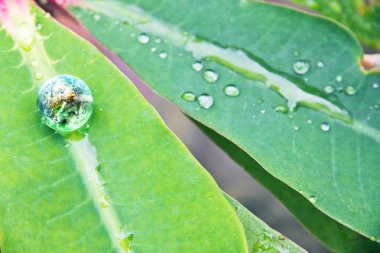 Çevre muhafazakar kavramı