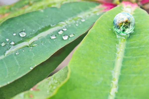 Çevre muhafazakar kavramı