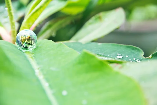 Environment Conservative concept — Stock Photo, Image