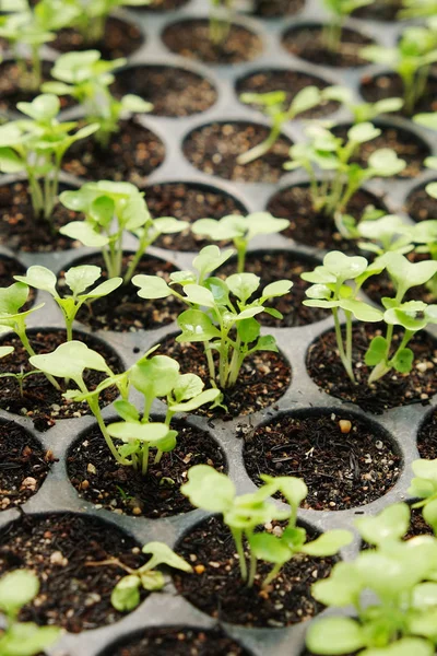 Plant nursery background — Stock Photo, Image