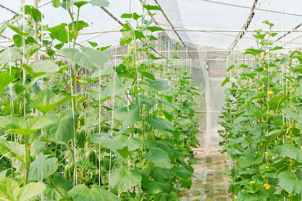 Greenhouse plantation of melon farm