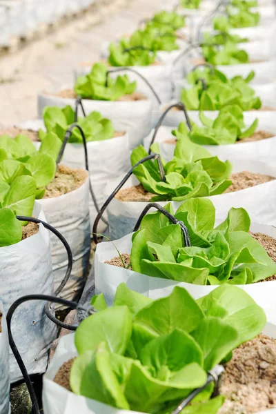 Plantas jóvenes creciendo en vivero. —  Fotos de Stock