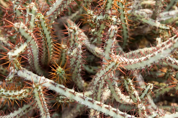 Cactus Plantas de fondo —  Fotos de Stock