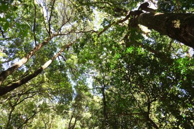 Tropik orman geçmişi