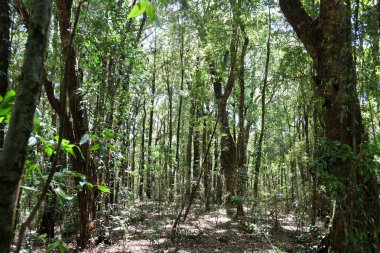 Tropik orman geçmişi