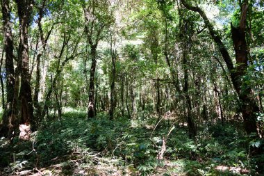 Tropik orman geçmişi