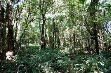 Tropik orman geçmişi