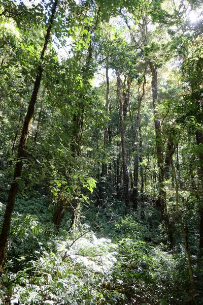 Fundo da floresta tropical — Fotografia de Stock