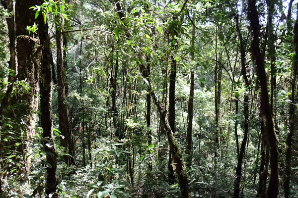 Tło lasów tropikalnych — Zdjęcie stockowe