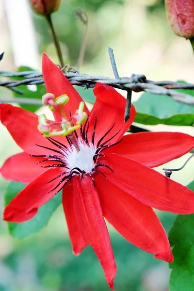 Red Passion Flower — Stock Photo, Image