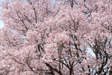 kiraz çiçeği sezon