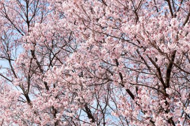 kiraz çiçeği sezon