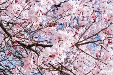 kiraz çiçeği sezon