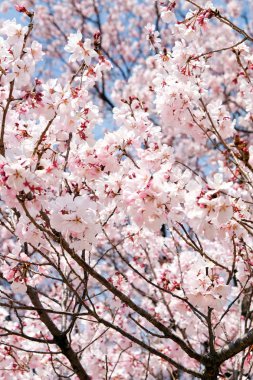 kiraz çiçeği sezon