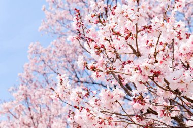 kiraz çiçeği sezon