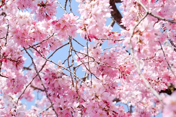 kiraz çiçeği sezon