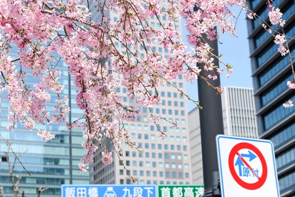 桜の季節 — ストック写真