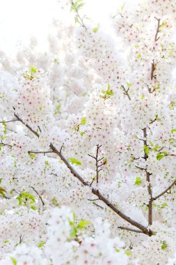 Sakura çiçek arka plan