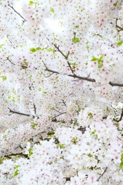 Sakura çiçek arka plan