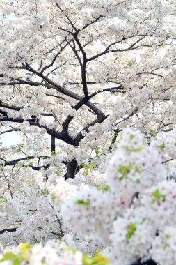 Sakura çiçek arka plan