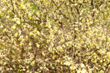 corylopsis pauciflora çiçek