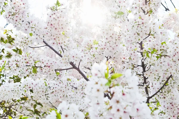 Sakura flor fondo — Foto de Stock