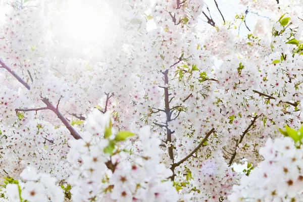 Sakura flor fondo — Foto de Stock
