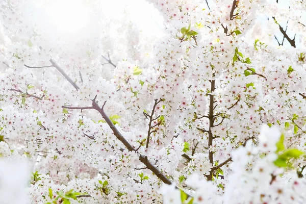 Sakura kwiat tło — Zdjęcie stockowe