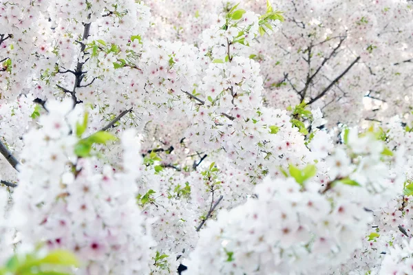 Sakura flower background — Stock Photo, Image