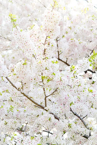Sakura λουλούδι φόντο — Φωτογραφία Αρχείου