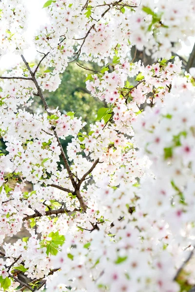 Sakura flor fondo — Foto de Stock