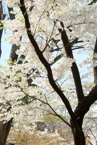 Sakura květinové pozadí — Stock fotografie