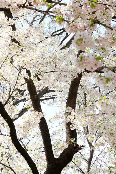 Sakura květinové pozadí — Stock fotografie