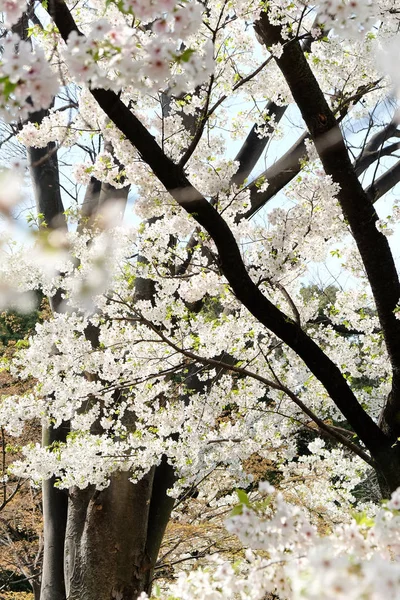 Sakura λουλούδι φόντο — Φωτογραφία Αρχείου