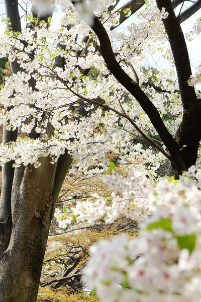 Sakura λουλούδι φόντο — Φωτογραφία Αρχείου