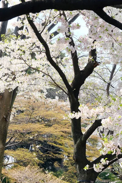 Sakura Blume Hintergrund — Stockfoto