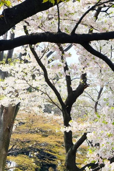 Sakura λουλούδι φόντο — Φωτογραφία Αρχείου