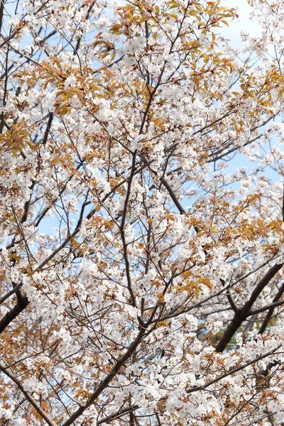 Sakura květinové pozadí — Stock fotografie