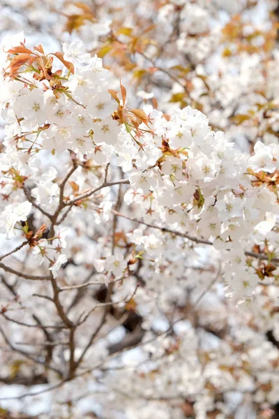 Sakura květinové pozadí — Stock fotografie