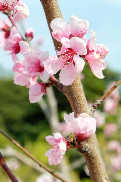 Sakura flor fondo — Foto de Stock