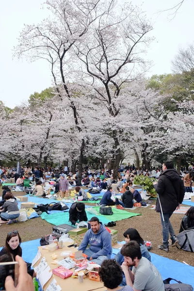 Cherry Blossom szezon — Stock Fotó