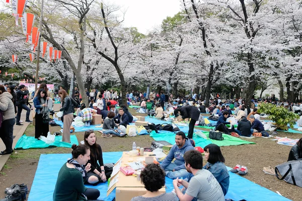 桜の季節 — ストック写真